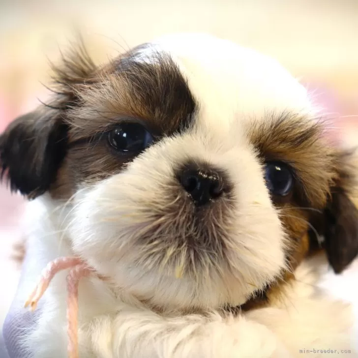 ID:2406-04978の子犬