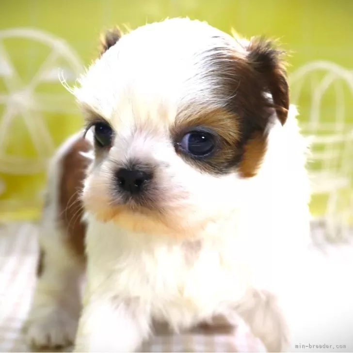 千和ママ 様のお迎えした子犬