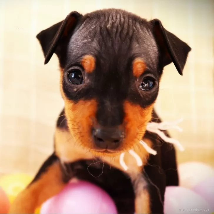 K.O 様のお迎えした子犬