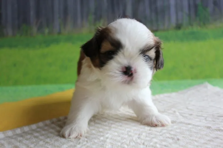ID：1606-01365の子犬