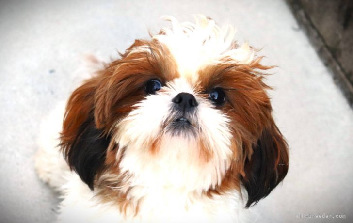 シーズー【・女の子・2023年6月27日・ホワイト&ゴールド】