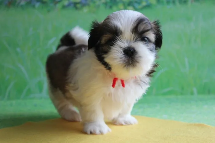 ID：1606-01369の子犬