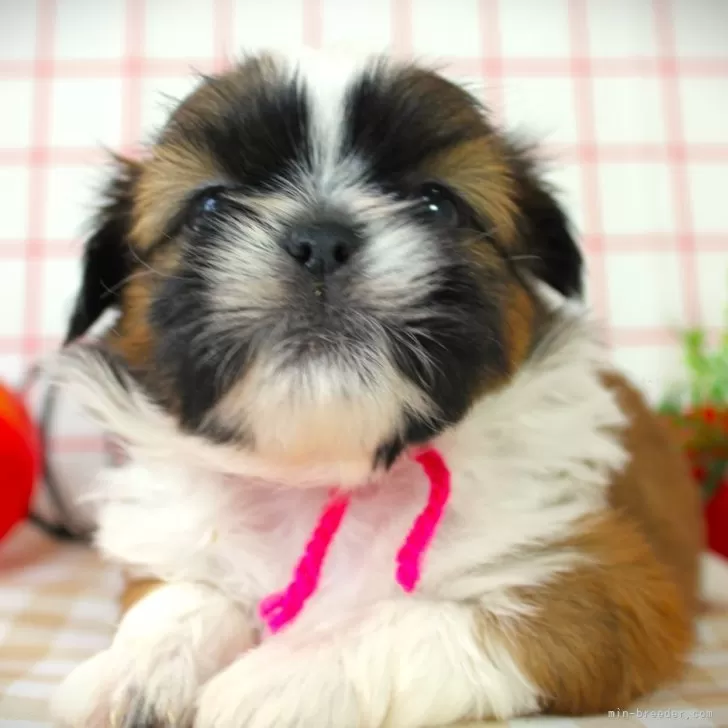 ID：2405-05587の子犬