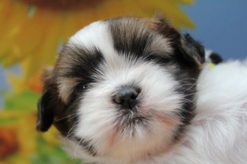 シーズー【福岡県・女の子・2019年7月17日・ホワイト&ゴールド】の写真「黄リボン：甘えん坊のぬいぐるみ♡」