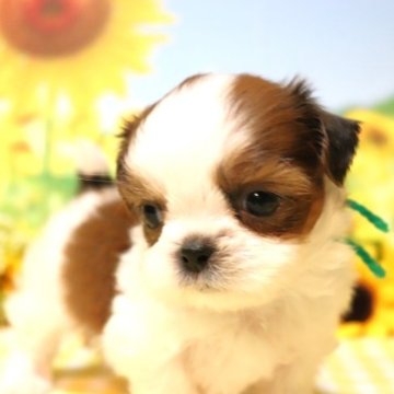 シーズー【福岡県・男の子・2023年5月20日・ホワイト&ゴールド】の写真「小ぶりなハンサムboy💓」