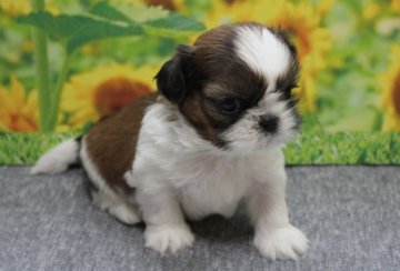 シーズー【福岡県・男の子・2018年4月30日・ホワイト&ゴールド】の写真「小ぶりでニヒルな甘えん坊(緑リボン）」