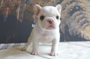 フレンチブルドッグ【福岡県・女の子・2017年6月3日・クリーム】の写真「おっとり系です♡初めて飼う方歓迎」