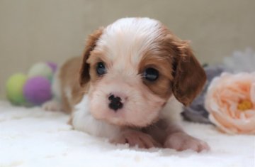 キャバリア【福岡県・男の子・2021年5月15日・ブレンハイム】の写真「青リボン♂＿ロザンジュ入りのハニカミくん♡」