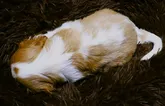 キャバリア【福岡県・男の子・2022年4月19日・ブレンハイム】の写真5「頭頂のハート型(今のところ)ロザンジュ♡ブレーズからショルダーへ綺麗に流れるホワイト♡」