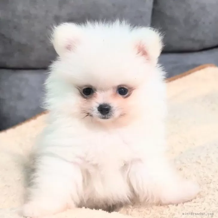 ポメラニアン【愛知県・男の子・2025年7月27日・クリーム】の写真1