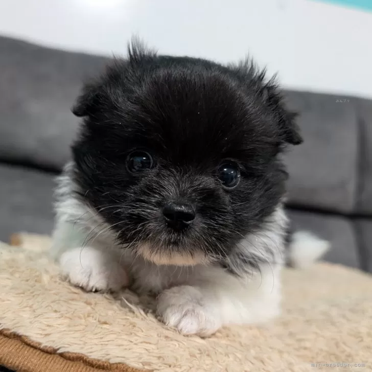 ID：2508-04963の子犬