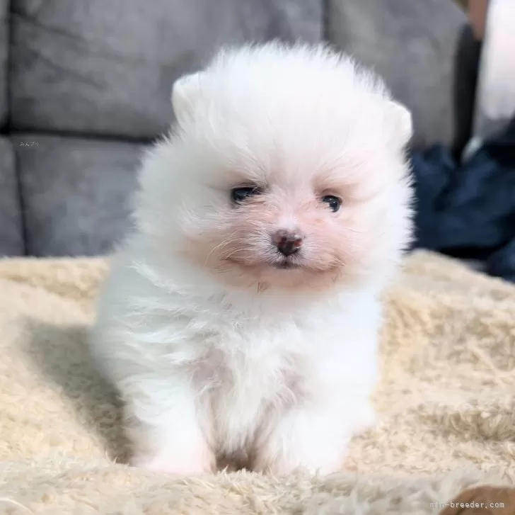 ID：2411-05972の子犬