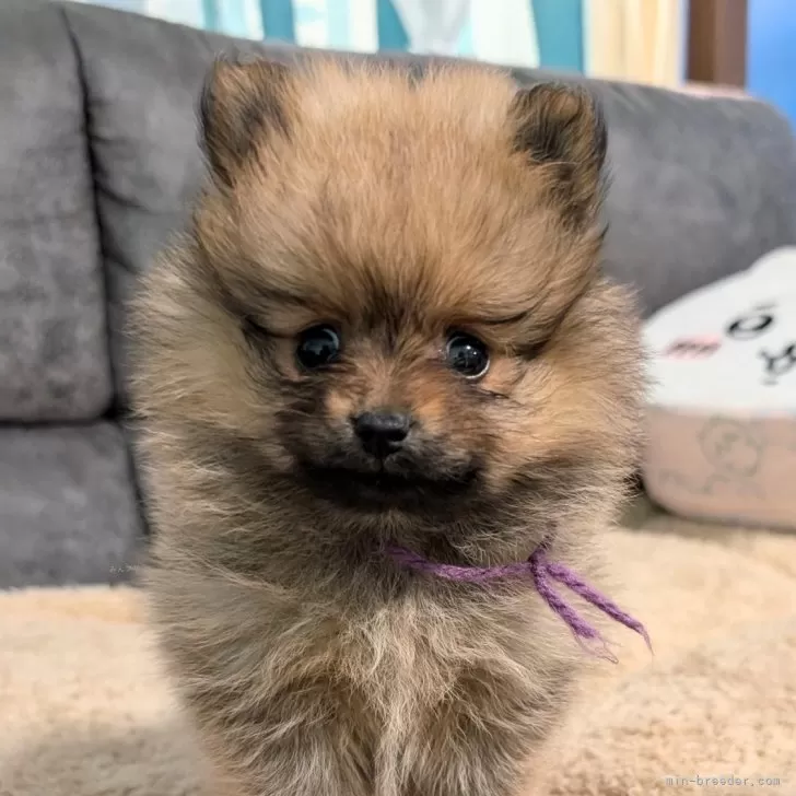 ID:2501-07995の子犬