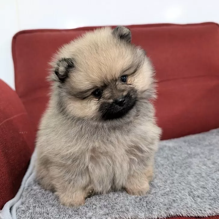 ポメラニアン【愛知県・男の子・2025年10月21日・ウルフセーブル】の写真1