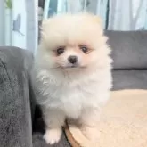 ポメラニアン