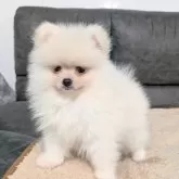 ポメラニアン