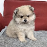 ポメラニアン
