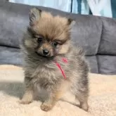 ポメラニアン【愛知県・女の子・2024年10月25日・オレンジセーブル】の写真1