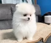 ポメラニアン【愛知県・男の子・2024年12月17日・クリーム】の写真2