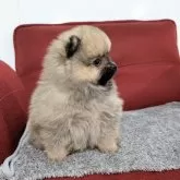 ポメラニアン【愛知県・男の子・2025年10月21日・ウルフセーブル】の写真3