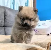 ポメラニアン【愛知県・女の子・2024年10月25日・オレンジセーブル】の写真4