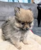 ポメラニアン【愛知県・女の子・2024年10月25日・オレンジセーブル】の写真4