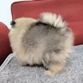 ポメラニアン【愛知県・男の子・2025年10月21日・ウルフセーブル】の写真5