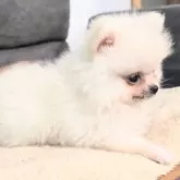 ポメラニアン【愛知県・男の子・2025年7月27日・クリーム】の写真6