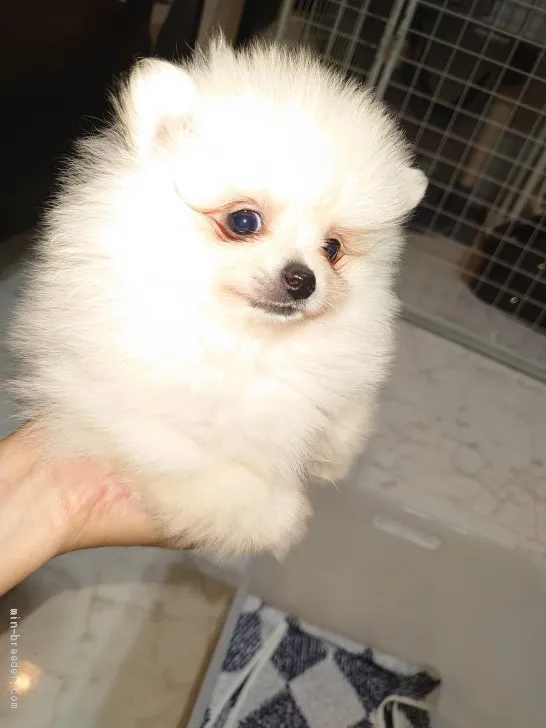 ID：2012-01019の子犬