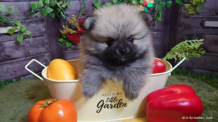 ID：2112-01309の子犬