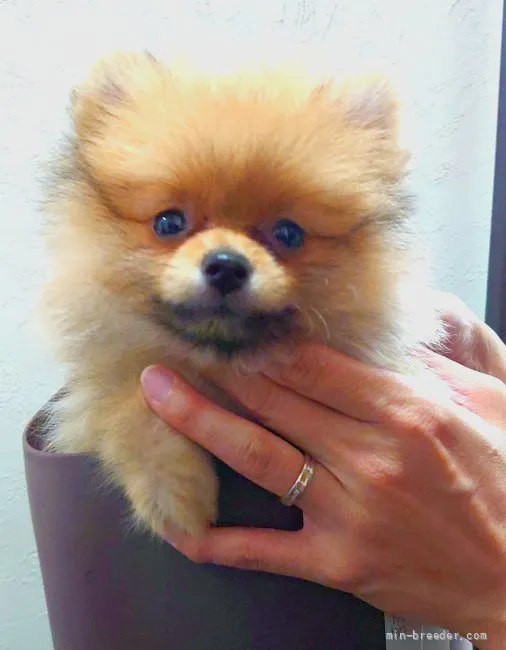 ID：2108-02199の子犬