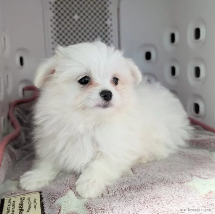 ID:2403-01649の子犬