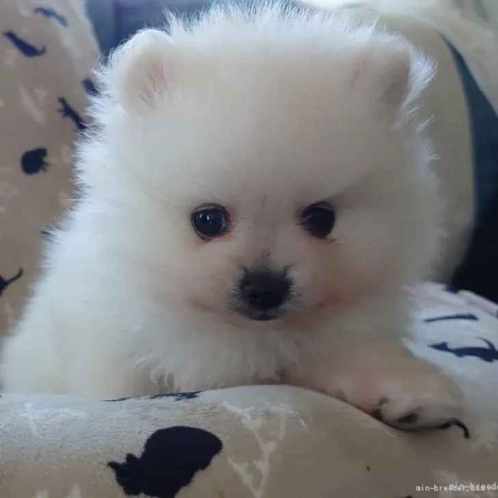 ID：2206-01032の子犬