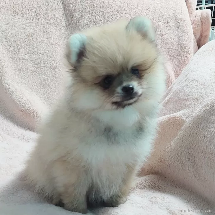 ID：2401-03521の子犬