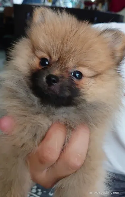 ID：2108-00265の子犬