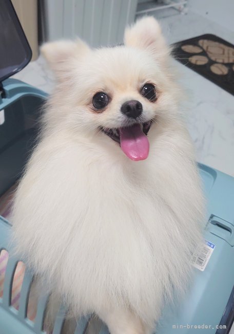 ポメラニアン【・女の子・2021年10月20日・ホワイト】