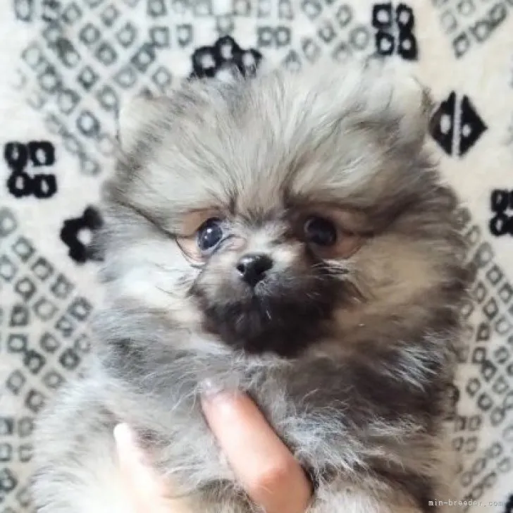 ID:2303-04265の子犬