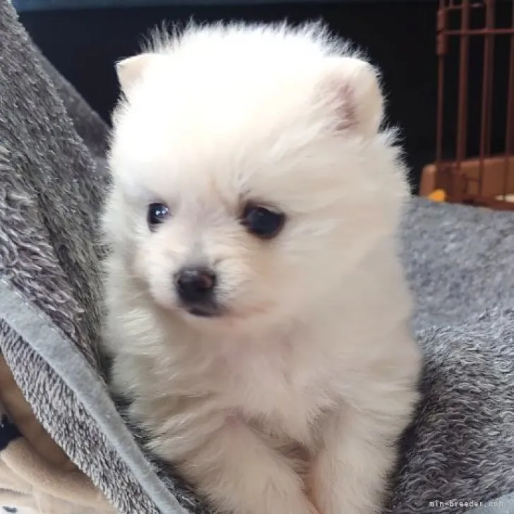 ID:2305-02571の子犬