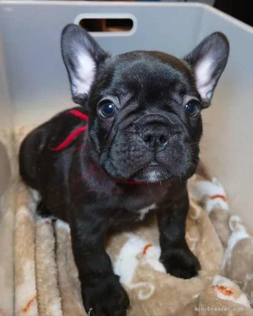 ID：2204-01190の子犬