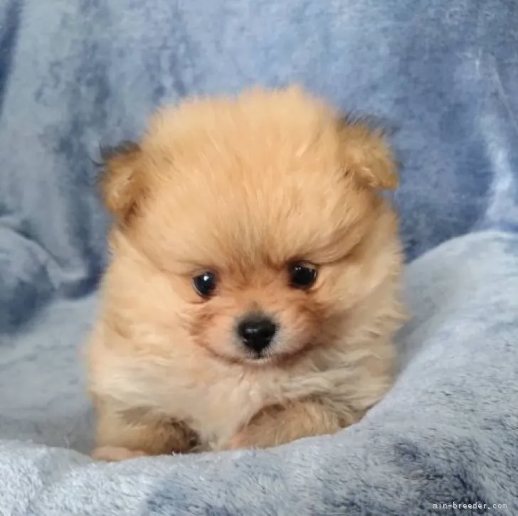 ID:2305-01127の子犬