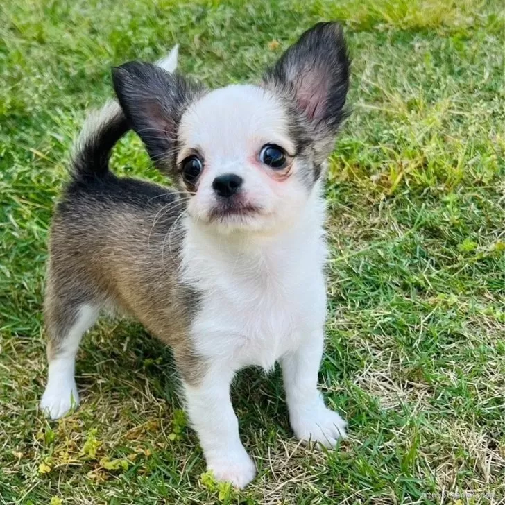 ID:2405-01346の子犬