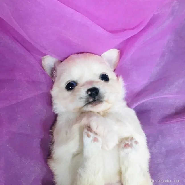 ID:2005-01357の子犬