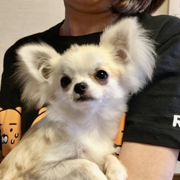 チワワ(ロング)【三重県・女の子・2020年10月26日・フォーン&ホワイト❤️】の写真「美人な女の子❤️」