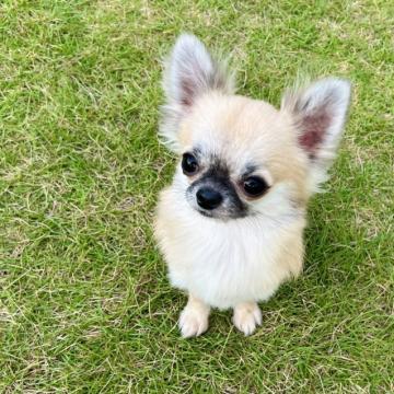 チワワ(ロング)【三重県・男の子・2021年12月25日・フォーン】の写真「小さくてとっても可愛いい男の子❤️❤️」