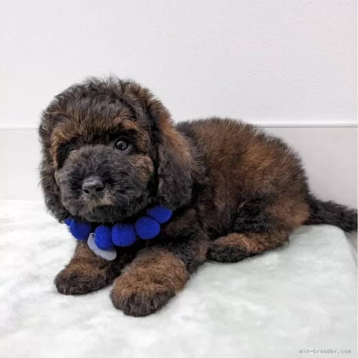 J.T 様のお迎えした子犬