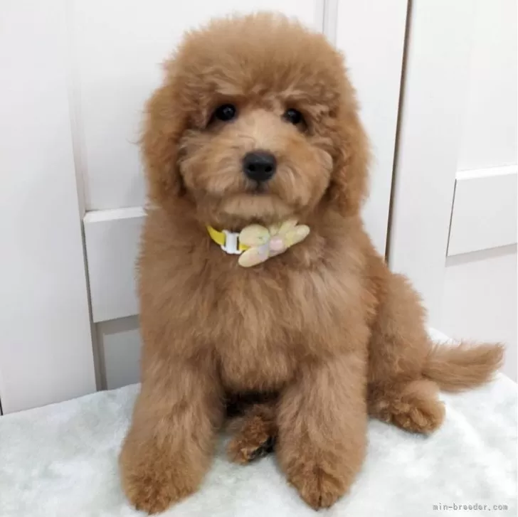 ID：2404-03552の子犬