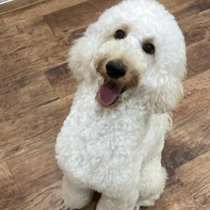 ID：2210-02436の子犬