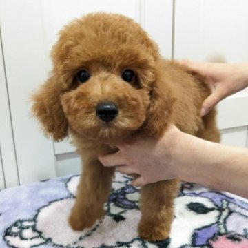 ミディアムプードル【滋賀県・女の子・2023年6月21日・オレンジフォーン】の写真「とてもかわいい女の子です」