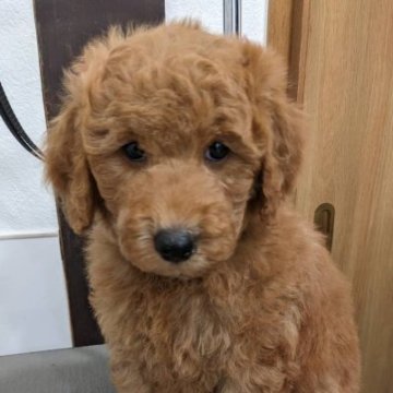 ミディアムプードル【滋賀県・男の子・2022年11月20日・オレンジフォーン】の写真「とてもかわいい男の子です」
