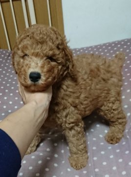 ミディアムプードル【滋賀県・男の子・2019年9月3日・レッド】の写真「人懐こいかわいいレッドの男の子です」